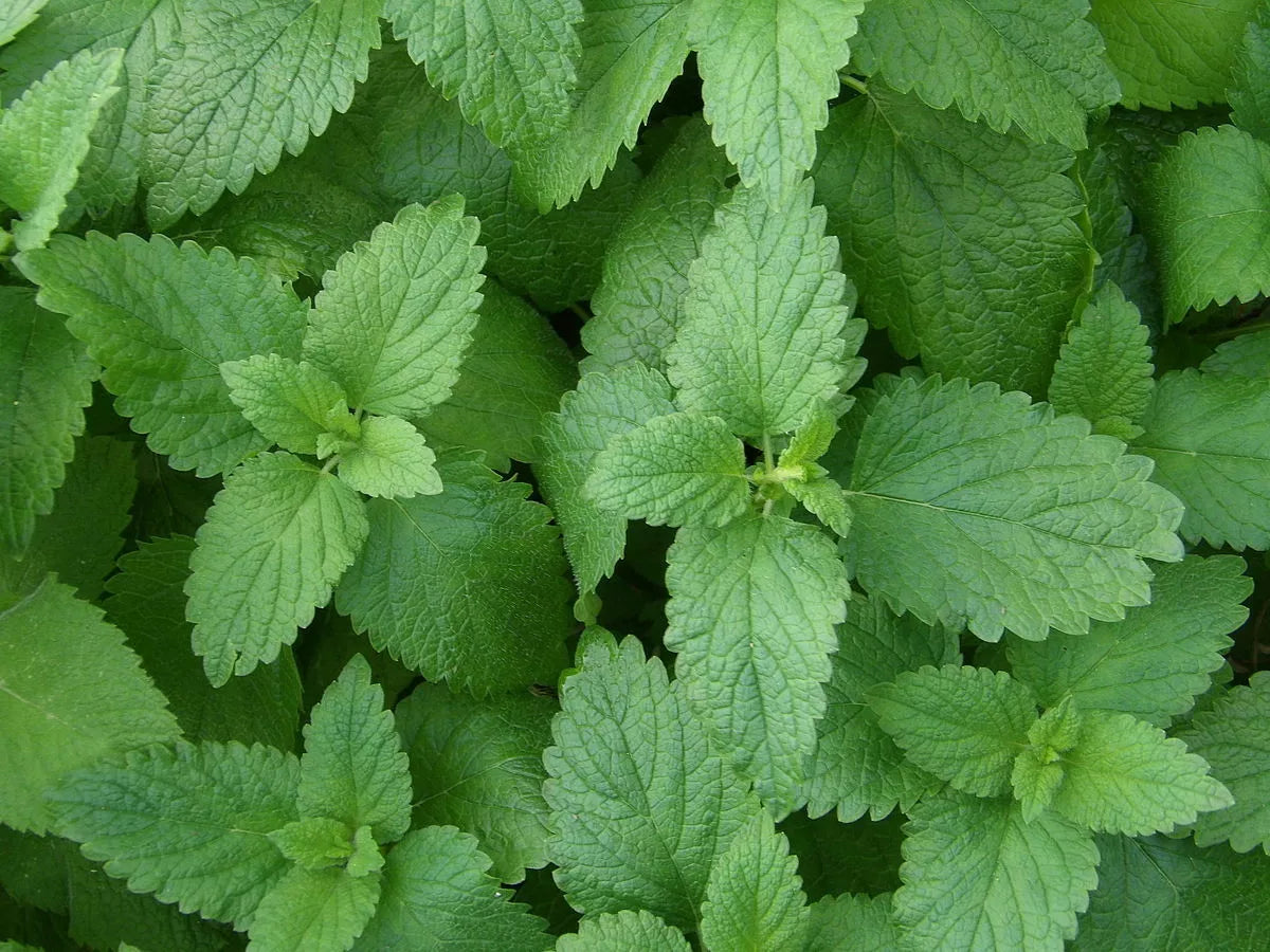 250 Lemon Balm Seeds - Non-GMO Melissa officinalis Herb Seeds for Culinary & Tea, Aromatic Perennial, Herbal Garden Starter