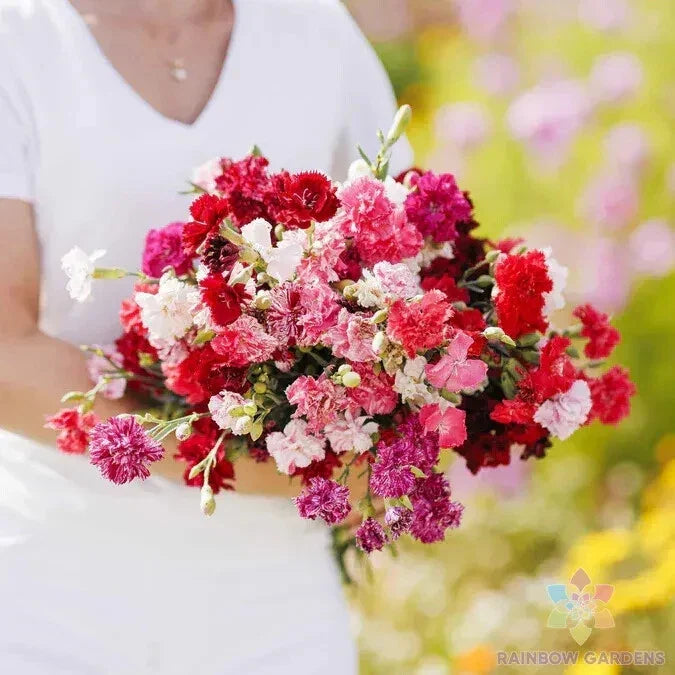 Carnation Seeds Mix - 200+ Enfant de Nice Dianthus caryophyllus Flower Seeds for Garden Beds, Borders & Containers