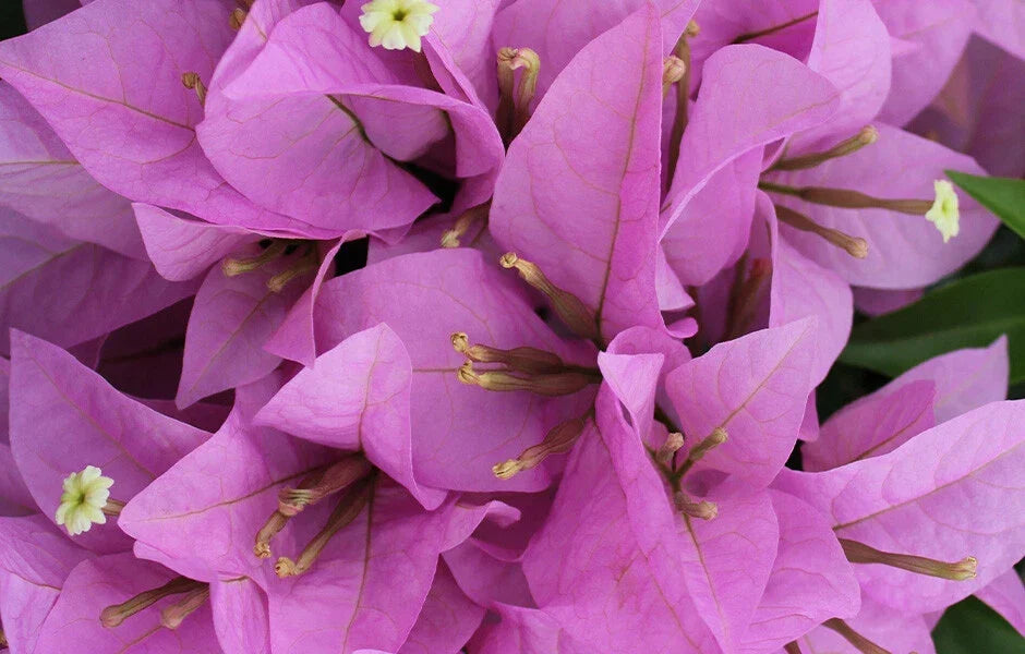 Bougainvillea Starter Plant Rijnstar Lila Variety Well Rooted Bougainvillea glabra USA Seller