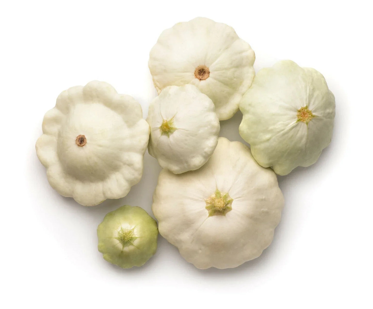 Early White Patty Pan Squash Seeds | Cucurbita pepo | Bush Type, Scalloped Shape, Compact Garden Planting Pack of 50