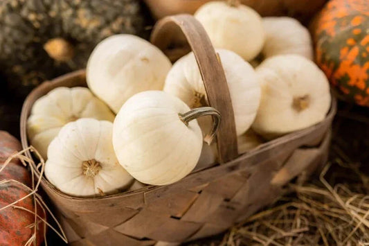 Organic Baby Boo Pumpkin Seeds - 10 Pack, Heirloom Cucurbita pepo, White Mini Pumpkins for Fall Decorations & Cooking