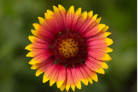 Indian Blanket Flower Seeds - Perennial Wildflower Pack with 100+ Gaillardia pulchella Native Seeds for Pollinator Gardens