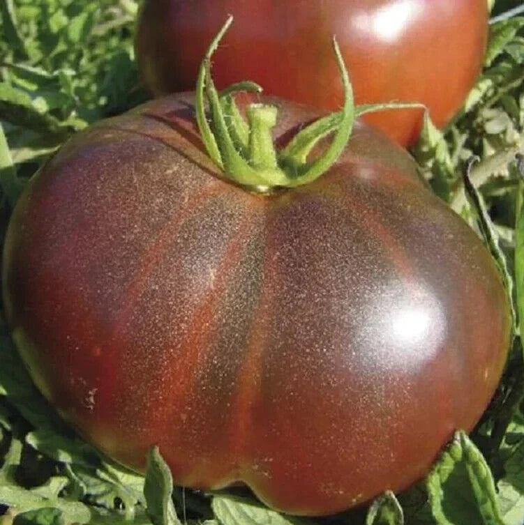 Black Brandywine Tomato Seeds – Indeterminate Heirloom Vegetable Seeds for Garden, 50+ Solanum lycopersicum