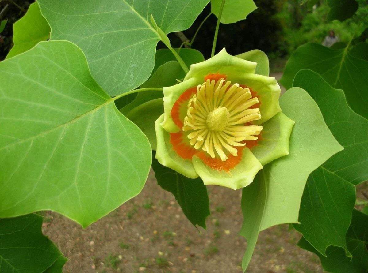 Tulip Poplar Tree Seeds Pack of 20 | Liriodendron tulipifera | Fast Growing Native Tree for Landscaping