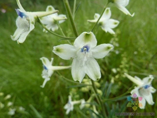 Peacock Larkspur Seeds - 200+ Pack - Vibrant Blue, Purple & White Delphinium Seeds for Gardens, Borders & Cut Flowers - USA Grown