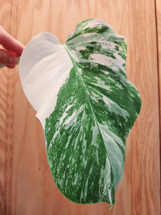 Monstera Albo Variegated Cutting – Rare Lightly Rooted Monstera Deliciosa Variegata for Indoor Plant Collection
