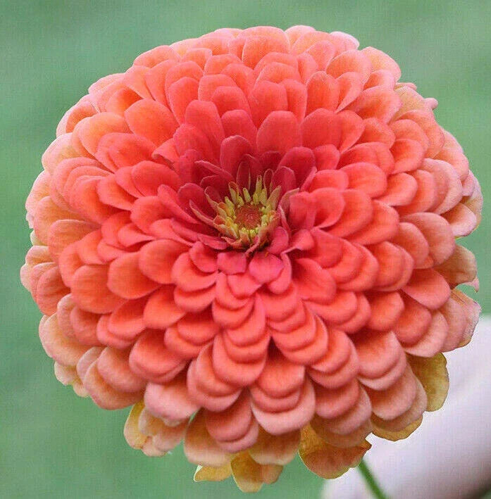 Zinnia Seeds Coral Beauty Pink Salmon Rose Flowers for Garden, Pollinator Attracting, Zinnia elegans, 2025 Planting