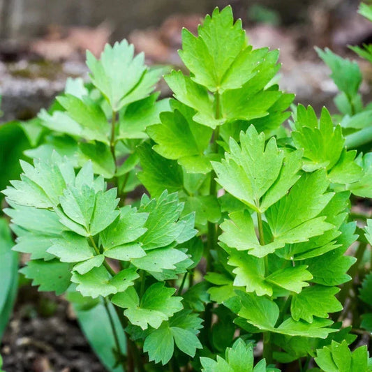 Lovage Seeds 500+ Count Perennial Herb Levisticum officinale for Culinary Gardens and Cooking