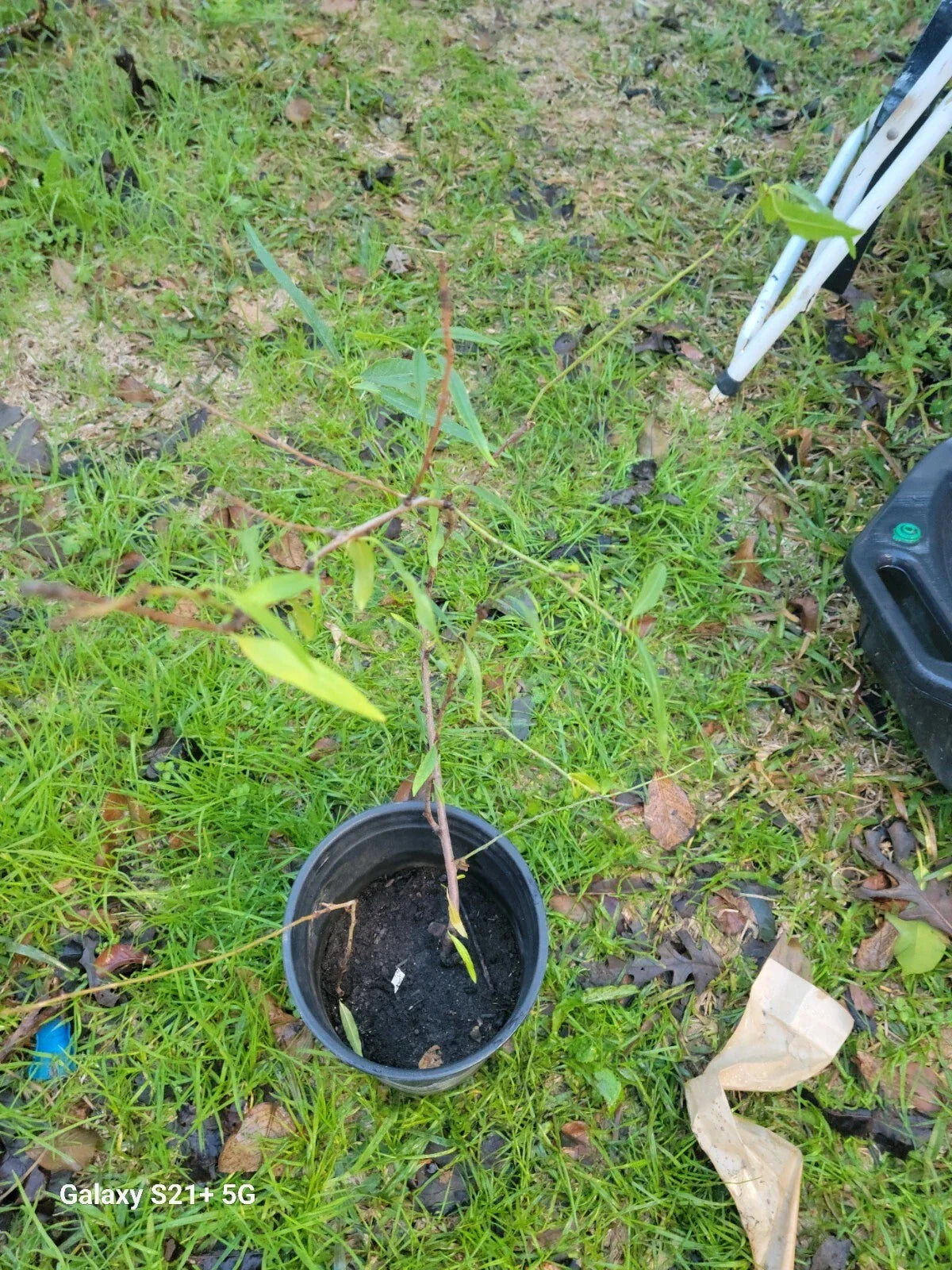 Nectarine Small Tree 3-Gallon Dwarf Variety Fruiting Tree Prunus persica var. nucipersica for Home Garden and Patio