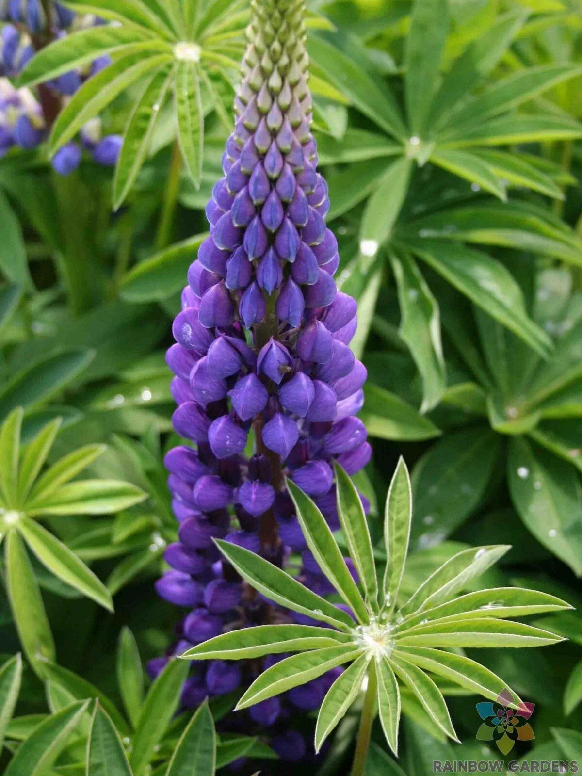 Russell Purple Lupine Seeds Pack of 25+ | Vibrant Purple Flowers for Garden, Borders & Wildflower Meadows | Lupinus polyphyllus