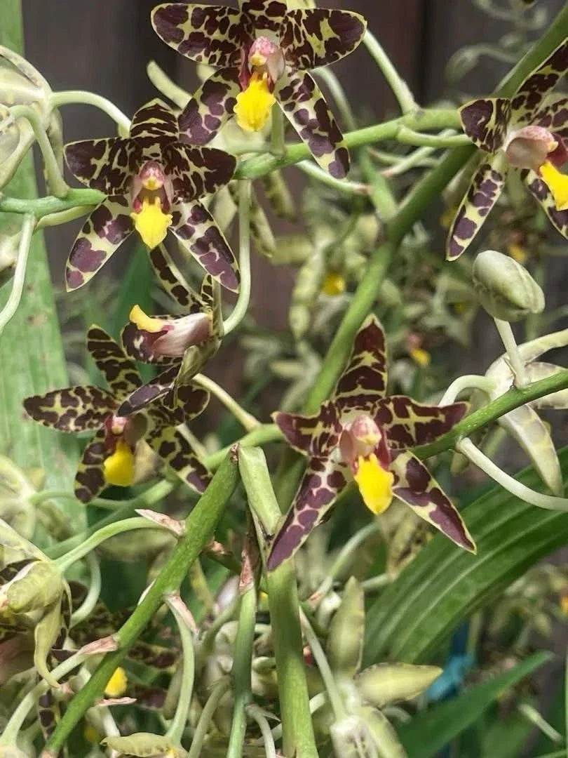 Orchid Plant Division Ansellia Africana No Pot - Exotic Indoor Flowering Orchid with Tall Stem