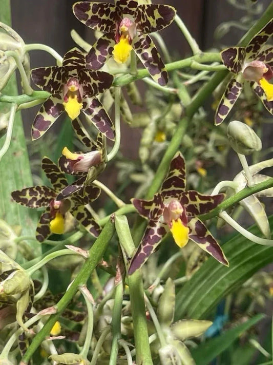 Orchid Plant Division Ansellia Africana No Pot - Exotic Indoor Flowering Orchid with Tall Stem