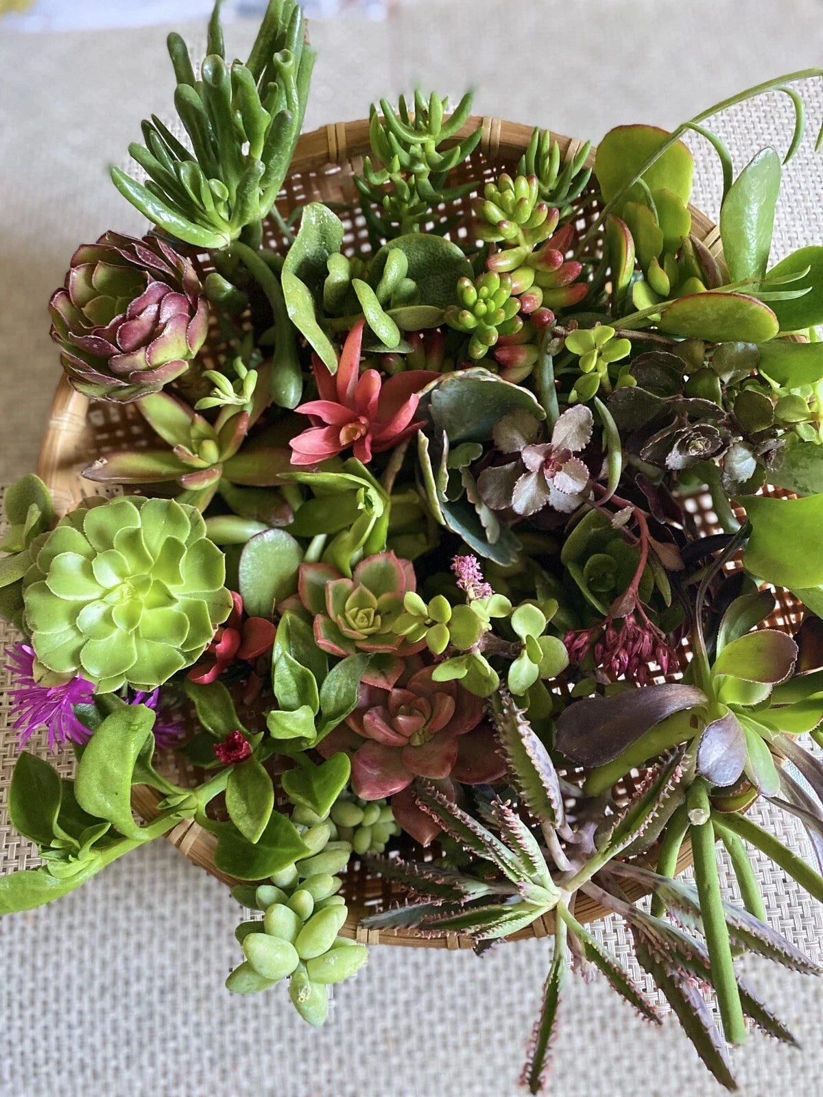 Assorted Organic Succulent Cuttings 12 Pack for DIY Planters, Home Decor, Echeveria, Sedum, Aloe Varieties