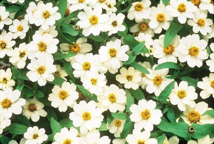 Profusion Double White Zinnia Seeds - 100+ Pack, Zinnia elegans, Bright White Flowers for Garden, Borders, Containers, Pollinator Attractant
