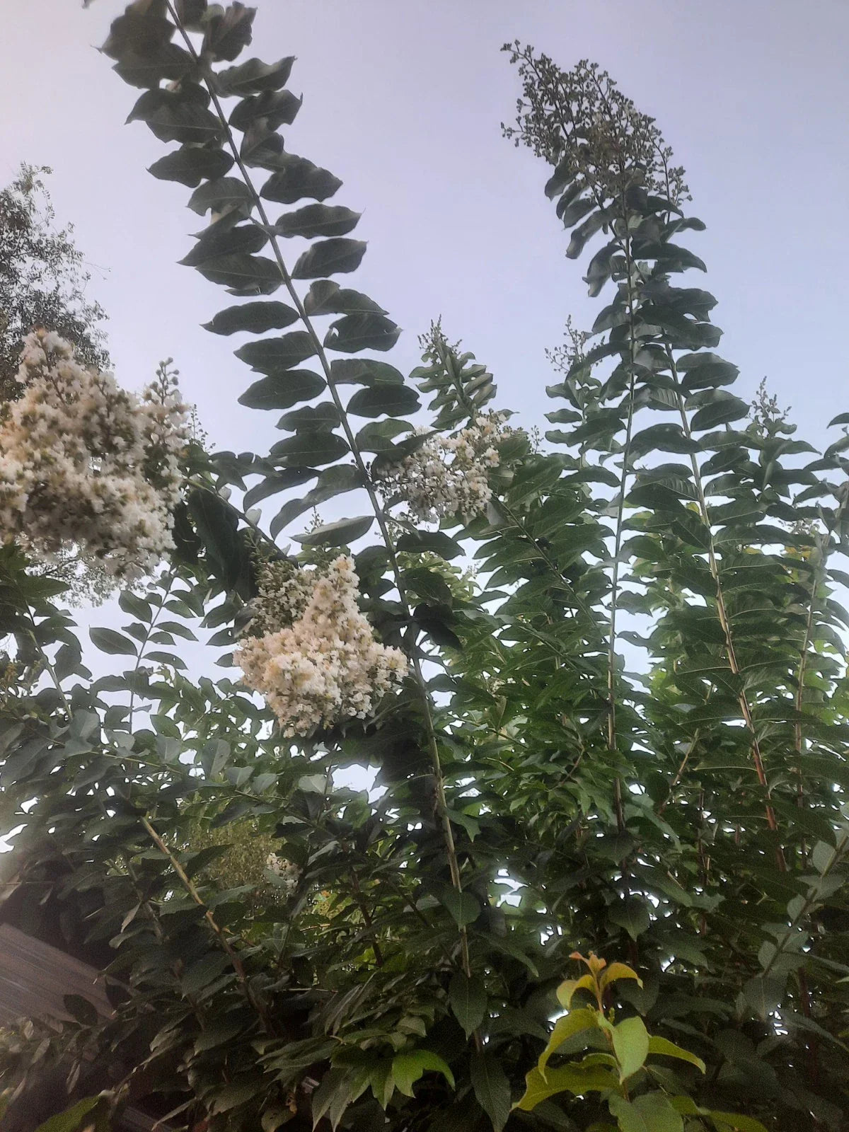 10 Super Rare Crape Myrtle Cuttings - 'Natchez' Lagerstroemia indica x fauriei for Rooting & Grafting