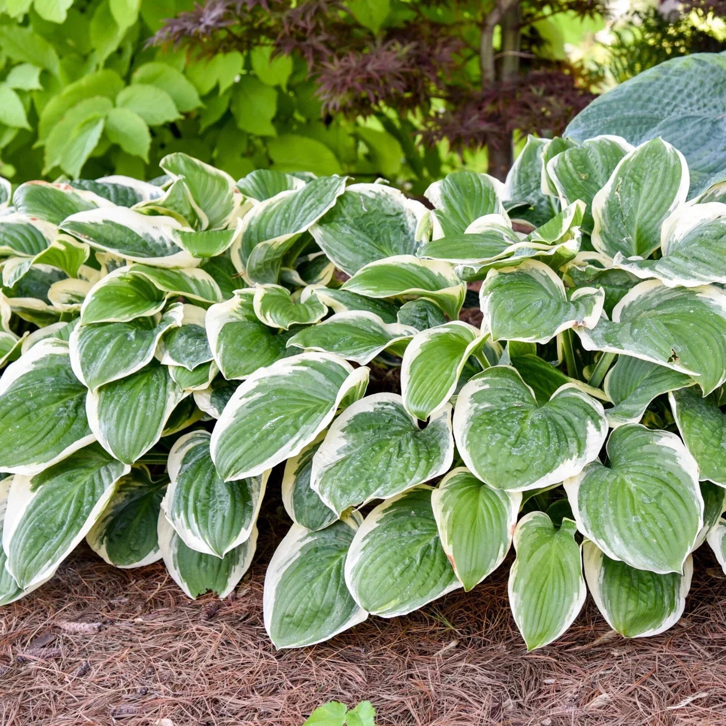 Hosta Plant Royal Wedding 5.25" Pot Perennial Shade Hardy Plant Hosta 'Royal Wedding'