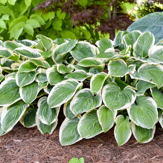 Hosta Plant Royal Wedding 5.25" Pot Perennial Shade Hardy Plant Hosta 'Royal Wedding'