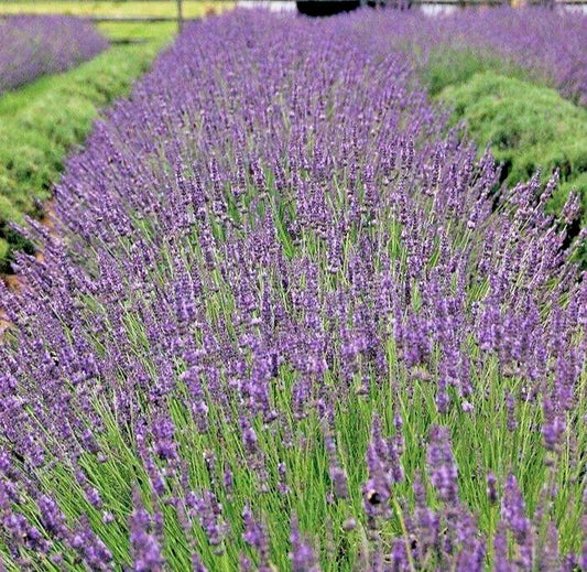 Phenomenal Lavender Live Plant – Healthy Starter Herb, Easy-to-Grow Perennial, Lavandula angustifolia, Fragrant Purple Blooms