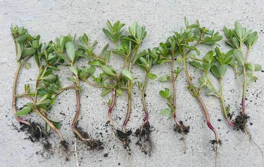 Organic Edible Purslane Live Plant, Portulaca oleracea, Culinary Herb, Pesticide-Free, Fresh Greens for Salads and Smoothies
