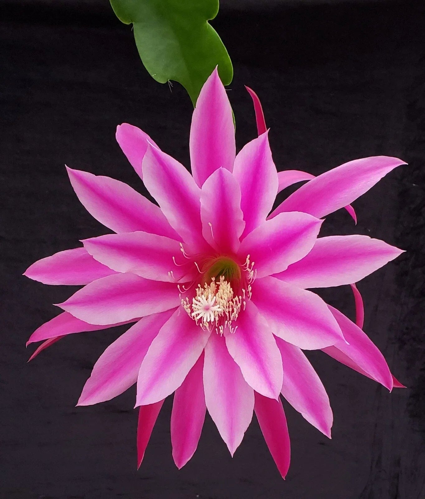 Epiphyllum 'Beijing' Rooted Cutting - Rare Orchid Cactus Indoor Succulent for Home Decor - Vibrant Blooms, Easy Care