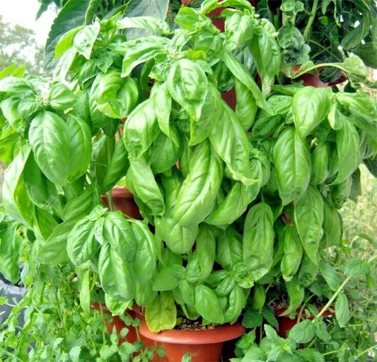 Organic Italian Large Leaf Basil Seeds | 301+ Premium Herb for Summer Gardens & Containers | Ocimum basilicum