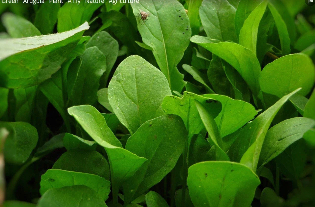 Arugula Seeds - Rocket Salad Variety - Non-GMO Eruca Sativa Herb Garden Seeds for Salad and Garnish