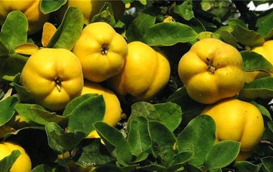 Honey Quince Cuttings for Rooting – 5 Fresh Cydonia oblonga Plant Cuttings for Propagation and Gardening