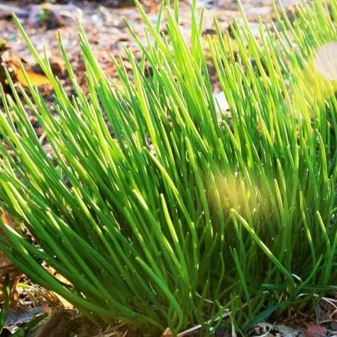 Onion Chives Seeds - Perennial Herb for Kitchen Garden, Allium schoenoprasum, Non-GMO, Fast Germination, 200 Seeds