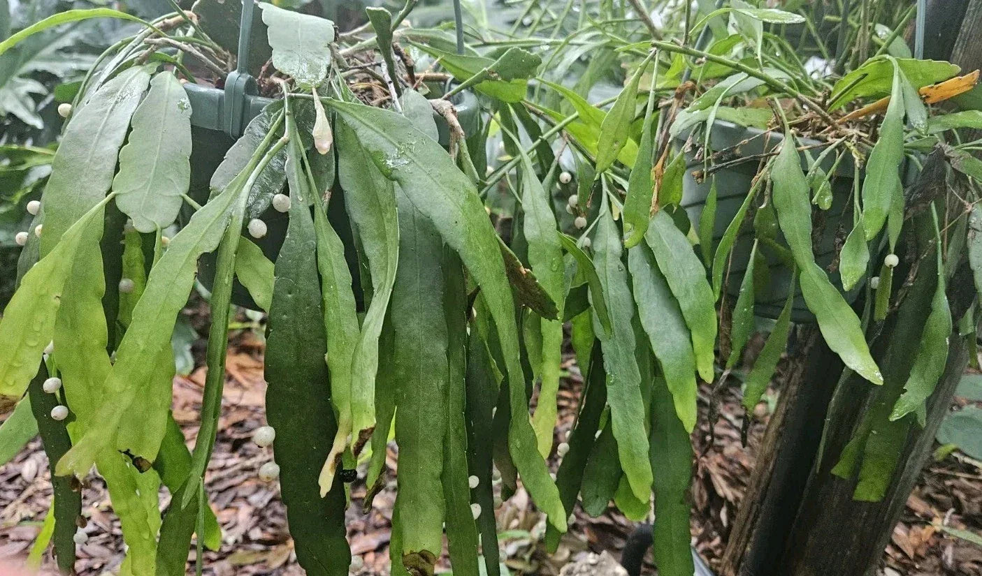 Rhipsalis Ramulosa Cuttings - 4 Leaf Mistletoe Cactus - Indoor Succulent Plant - Pseudorhipsalis Kimnachia - Trailing, Easy Care