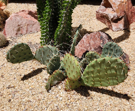 Opuntia Macrorhiza Plains Prickly Pear Cactus Pad Cutting - Succulent Plant, Arizona Native, Drought Tolerant, Cactaceae