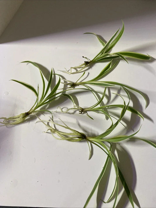 Live Bare Root Spider Plants 5 Pack - Chlorophytum comosum Indoor Air Purifying Houseplants for Easy Care and Greenery