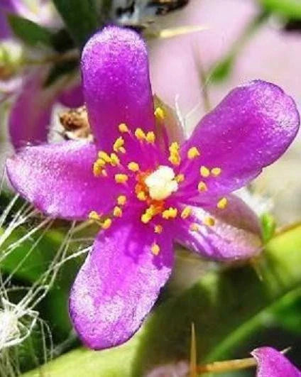 Rare Pereskia Diaz Romeroana Cactus with Caudex - 4-inch Succulent Plant, Unique Collector's Variety, Ornamental Indoor or Outdoor Plant