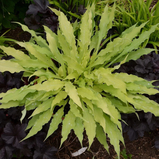 Hosta Plant in 5.25" Pot – Wiggles and Squiggles Perennial Shade Plant, Decorative Foliage, Hosta 'Wiggles and Squiggles'
