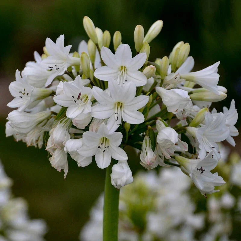 Agapanthus Plants – Galaxy White Variety – Hardy Perennial Flowering Plant – Agapanthus africanus