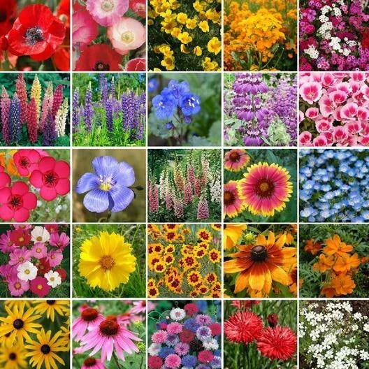 Wildflower Seed Mix 1000 Seeds Pacific Northwest Native Flowers Non-GMO for Gardens & Pollinator Habitat