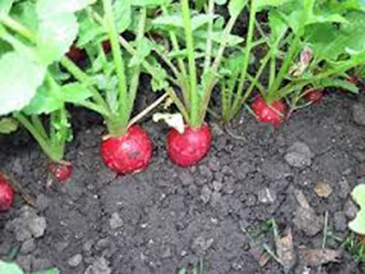 Organic Heirloom Radish Seeds - Champion Variety, Non-GMO, 50+ Seeds for Salad & Snacking, Raphanus sativus, Easy to Grow Seed Packet