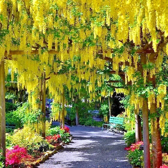 Golden Chain Tree Seeds Laburnum anagyroides - Wisteria-Like Yellow Flowering Plant for Gardens & Landscaping