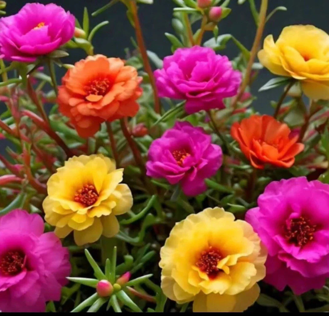Moss Rose Seeds 1000+ Mix Color Portulaca Grandiflora Vibrant Garden Flowers for Containers & Gardens