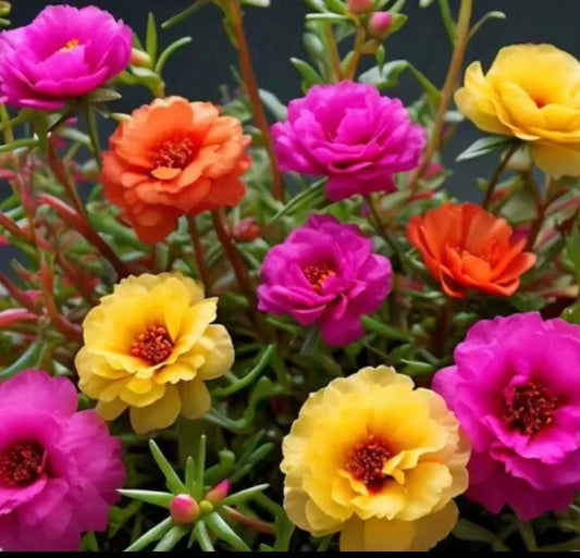 Moss Rose Seeds 1000+ Mix Color Portulaca Grandiflora Vibrant Garden Flowers for Containers & Gardens