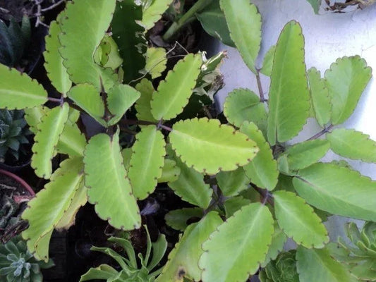 Miracle Plant Cuttings - 6 Stem Set - Bryophyllum pinnatum (Life Plant) - Easy Indoor Outdoor Decor - Resilient Greenery