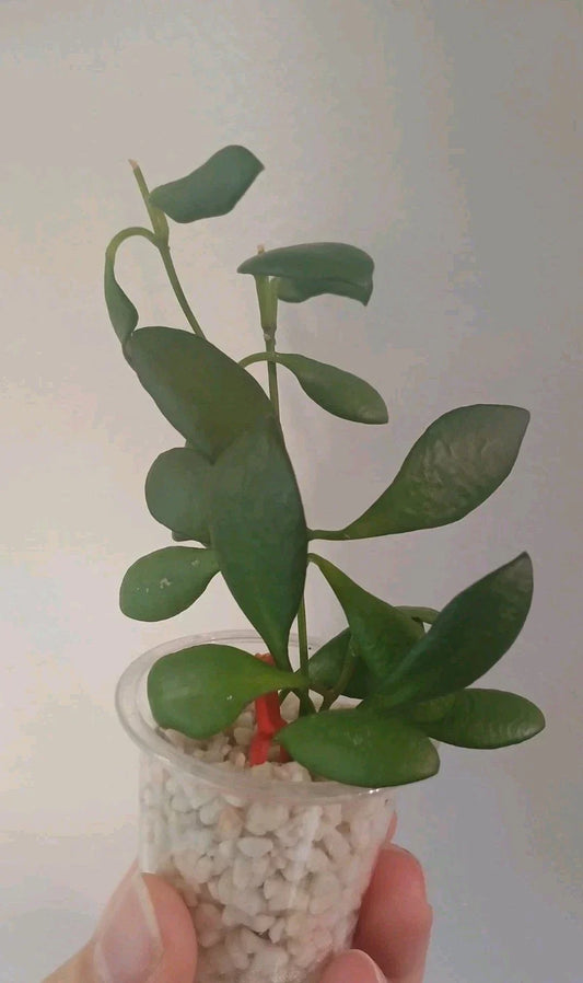 Hoya Heuschkeliana Cutting | Live Indoor Houseplant | Wax Plant Variety | Exotic, Glossy Leaves, Star-Shaped Flowers