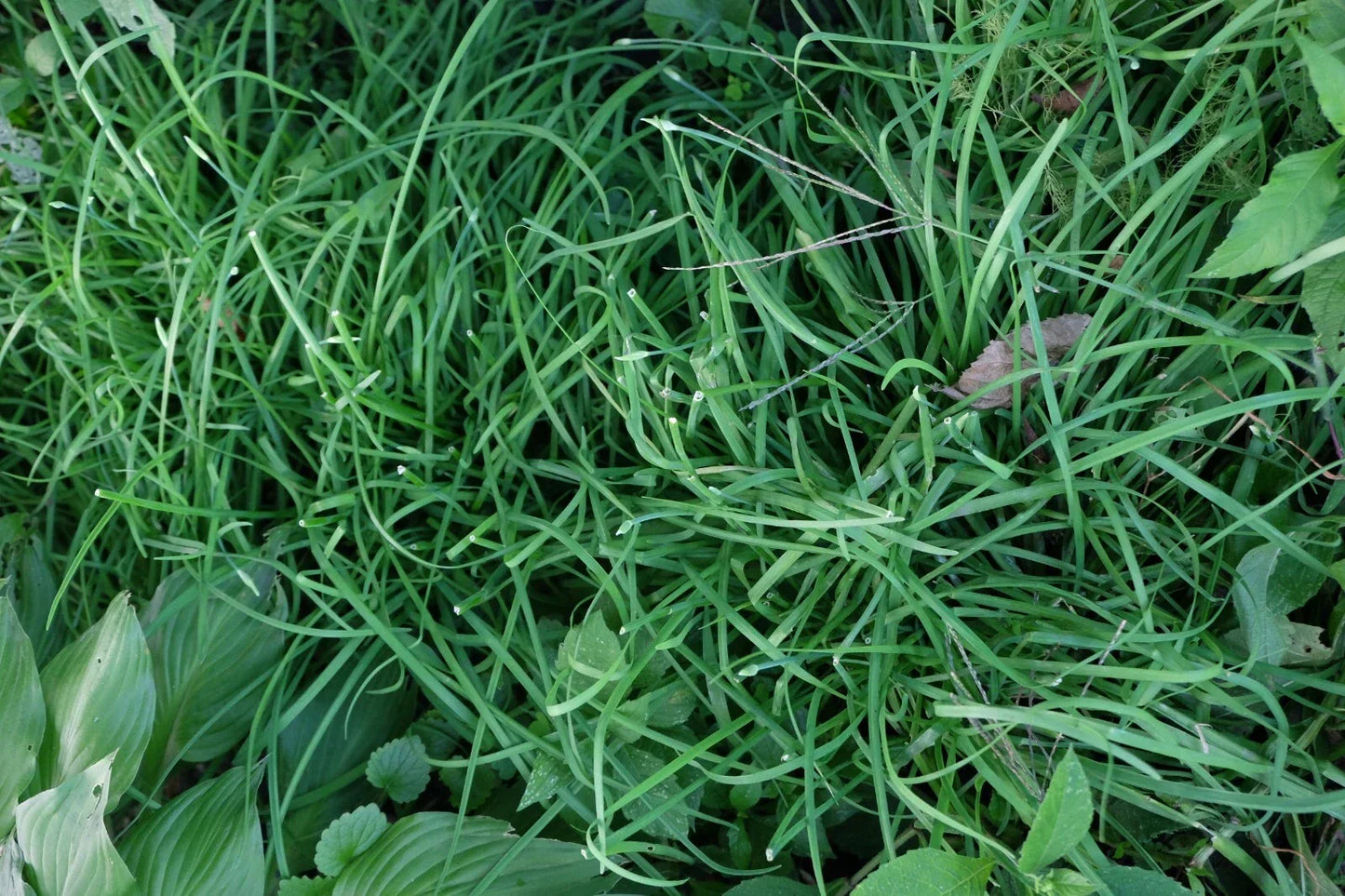 Garlic Chives Roots 6 lbs Allium tuberosum Culinary Herb for Cooking & Gardening, Perennial Plant Roots