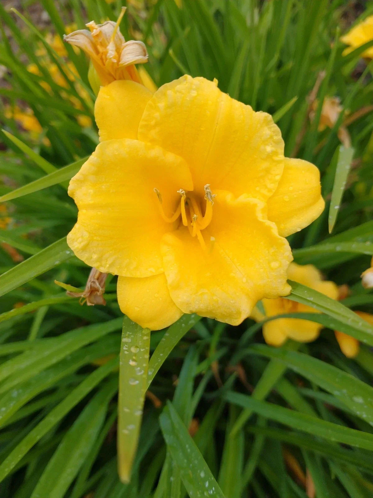 Daylily Live Plants Lot of 2 - Stella de Oro Perennial Bare Root Hemerocallis for Garden Borders & Containers