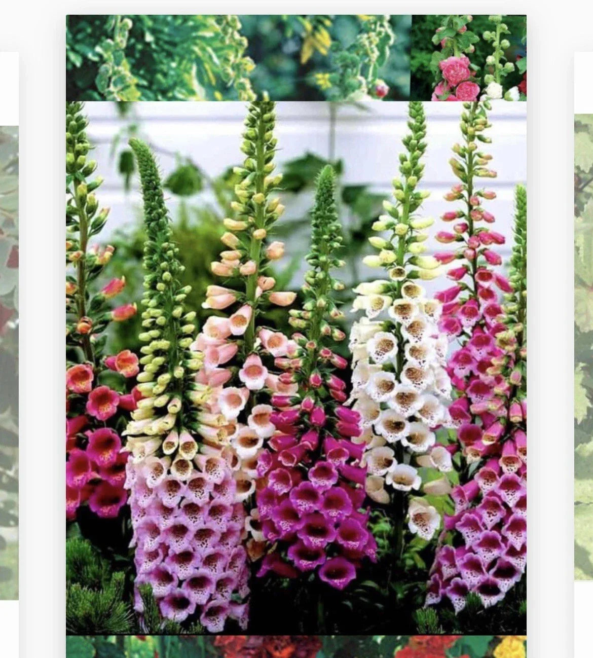 Foxglove Flower Seeds - Digitalis purpurea - 500+ Seeds for Borders & Cottage Gardens - Perennial, Vibrant Blooms, Easy to Grow