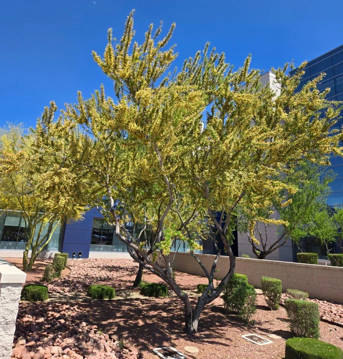 Catclaw Acacia Seeds - 20+ Seeds, Drought-Tolerant Native Plant, Acacia greggii, Xeriscaping, Low-Maintenance, Bee & Butterfly Attractant