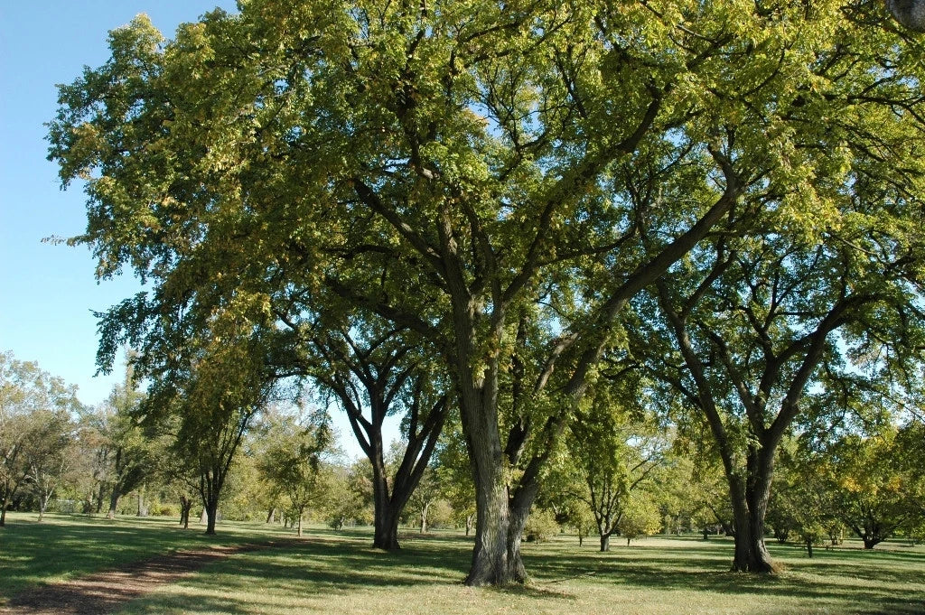 Siberian Elm Tree Seeds 72 Pack - Bonsai Variety - Ulmus pumila - Fast Germination, Resilient, Ideal for Gardeners
