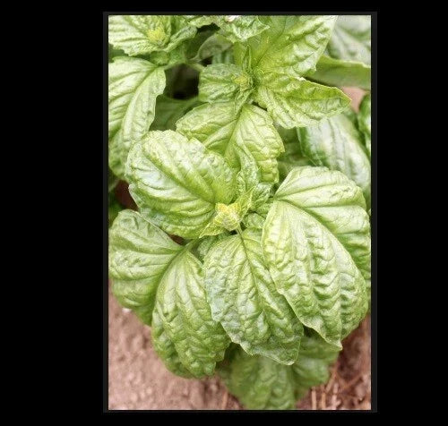 Basil Seeds Grandi Foglie Valentino Gourmet Aroma for Microgreens, Culinary Use, 4,000 Seeds - Ocimum basilicum