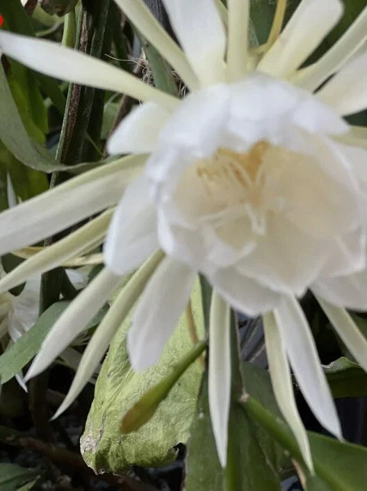 Queen of the Night Cuttings - 6 Epiphyllum Orchid White Blooms - Rare Indoor Plant Cuttings for Home Decor - Epiphyllum oxypetalum