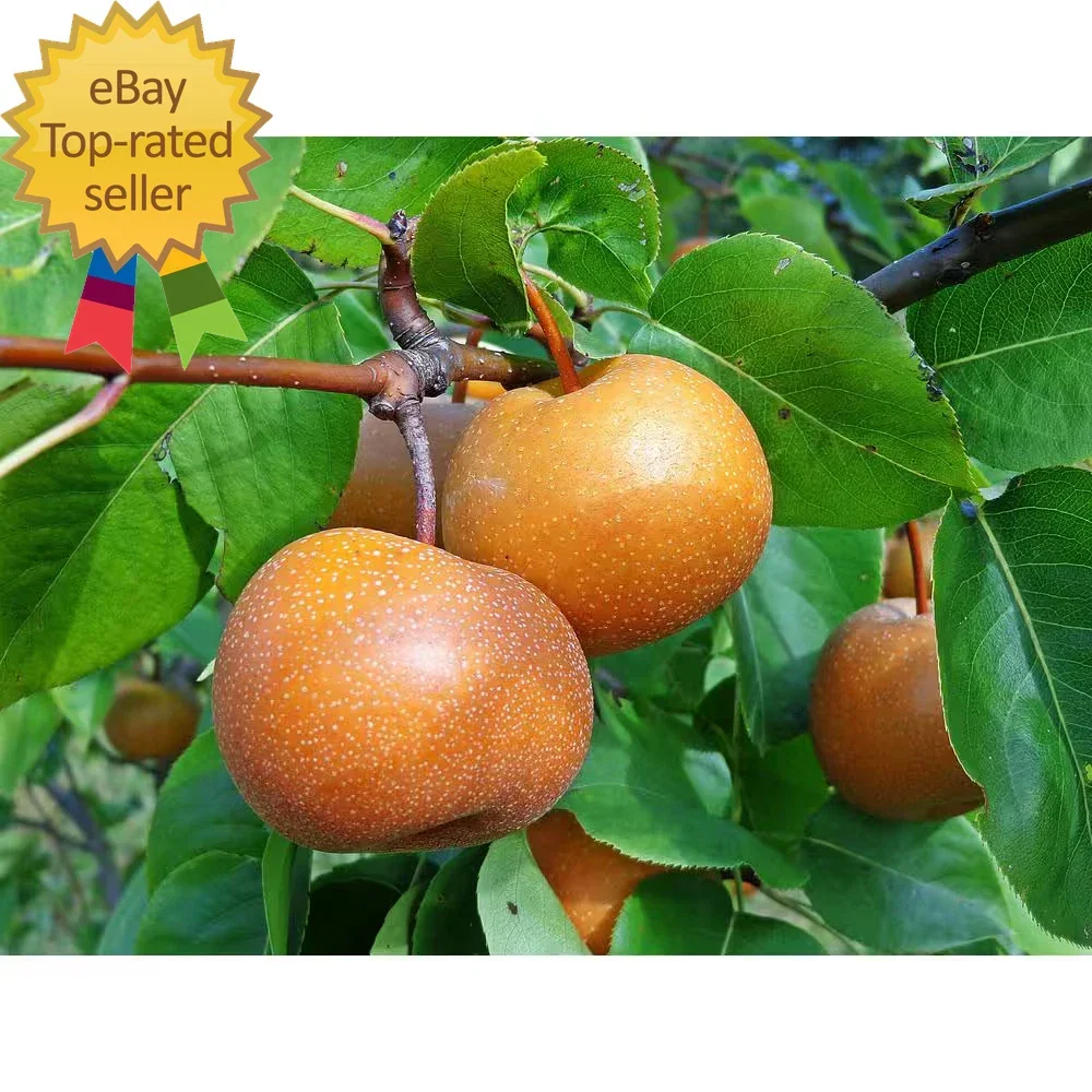 Dwarf Chojuro Asian Pear Tree Bare Root – Pyrus pyrifolia, Fragrant Fruit Tree, Compact, Easy to Grow, Small Garden, Container Plant