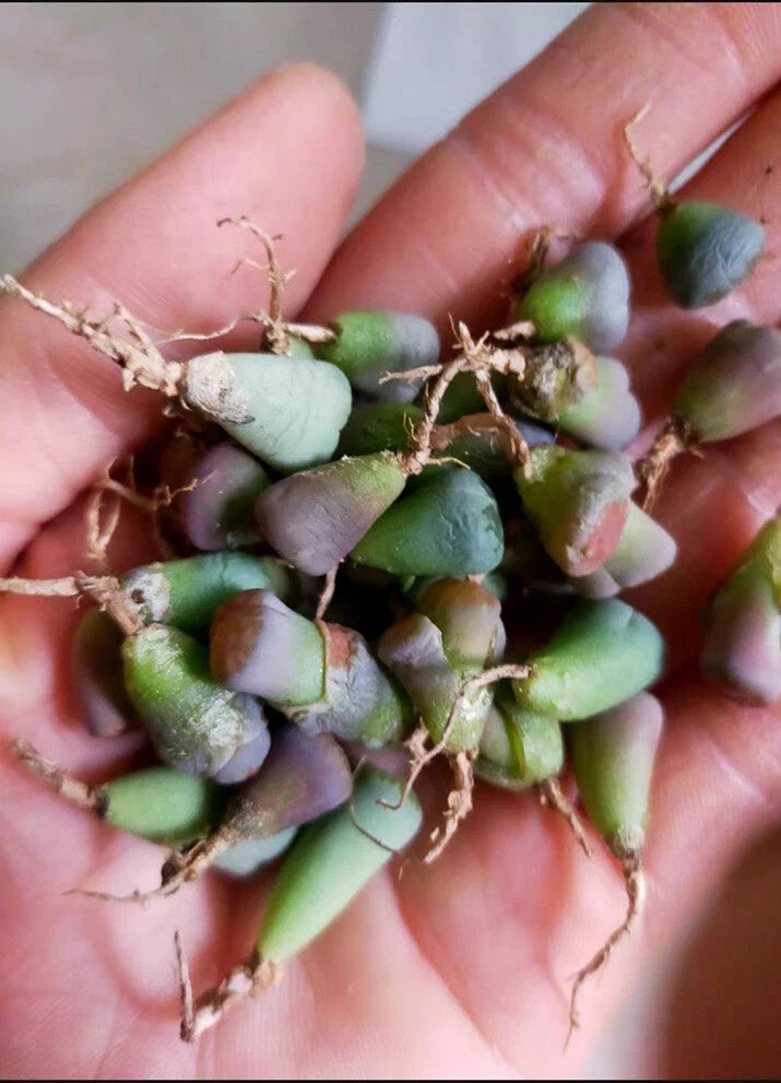 40pc Living Stone Lithops Succulents Bare Root – Unique Stone-Like Indoor Plant Collection, Lithops spp.